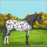 Horse Color:Blue Roan Near Leopard 