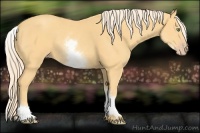Horse Color:White Spotted Gold Cream Champagne 