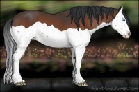 Horse Color:Bay Splash 