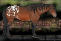 Horse Color:Bay Appaloosa  and Bay Appaloosa 