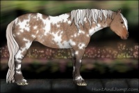 Horse Color:White Spotted Silver Brown Dun Rabicano 
