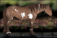 Horse Color:White Spotted Liver Chestnut Rabicano 
