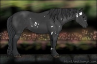 Horse Color:White Spotted Black Rabicano 