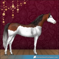 Horse Color:Bay Splash 