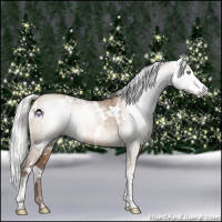 Horse Color:Gray White Spotted Silver Sable Champagne Dun Sabino 