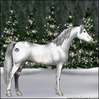 Horse Color:Gray White Spotted Brown Dun Sabino 