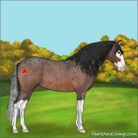 Horse Color:Unknown 