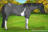 Horse Color:Blue Roan Tobiano 