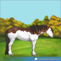 Horse Color:Bay Splash 