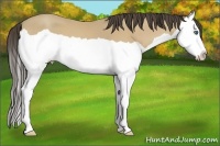 Horse Color:Amber Cream Champagne Splash 