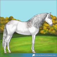 Horse Color:Gray Bay Splash 