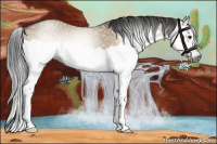 Horse Color:Gray Brown Dun Splash 