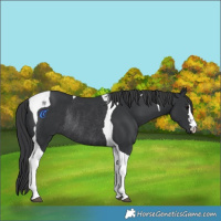 Horse Color:Black Tobiano Rabicano 