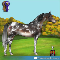 Horse Color:White Spotted Brown Tobiano 