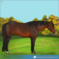 Horse Color:Gray Bay 