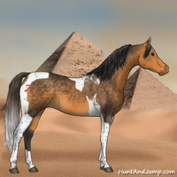 Horse Color:Buckskin Tobiano 