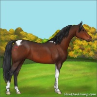 Horse Color:Brown Tobiano 