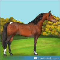 Horse Color:Bay Tobiano 