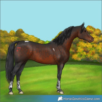 Horse Color:Brown Tobiano 