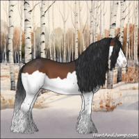 Horse Color:Bay Splash 