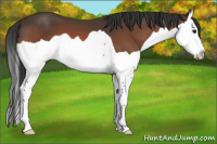 Horse Color:Bay Splash 
