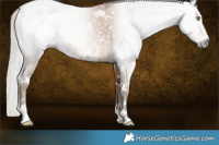 Horse Color:Gray White Spotted Silver Amber Champagne Snowcap Rabicano