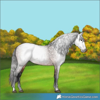 Horse Color:Gray Bay 