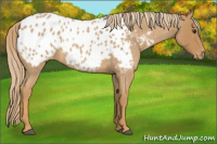 Horse Color:Red Roan Appaloosa