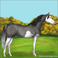 Horse Color:Grullo Sabino Splash Rabicano 