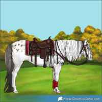 Horse Color:White Spotted Bay Appaloosa 
