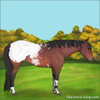 Horse Color:Brown Tobiano Appaloosa Rabicano 