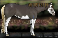 Horse Color:Painted Black Splash Appaloosa 