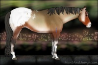 Horse Color:Bay Onyx Tobiano Appaloosa 