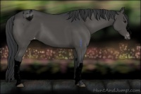 Horse Color:Void Black Appaloosa 