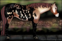 Horse Color:Void Painted Bay Onyx Tobiano Appaloosa Rabicano 