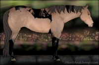 Horse Color:Void Bay Tobiano Appaloosa Rabicano 