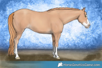 Horse Color:Gold Champagne Splash 