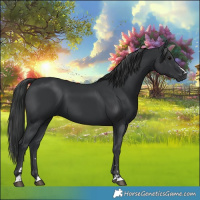 Horse Color:Black 