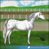 Horse Color:Smoky Black Appaloosa Rabicano 