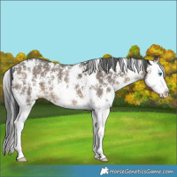 Horse Color:Brown Dun Sabino Splash 