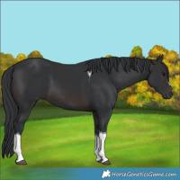 Horse Color:Brown Tobiano 
