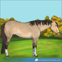 Horse Color:Buckskin Dun 