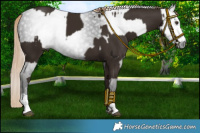 Horse Color:Liver Chestnut  and Gray Liver Chestnut 