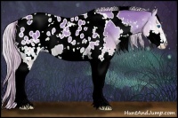 Horse Color:White Spotted Palomino Roan Onyx Splash Appaloosa 