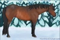 Horse Color:Bay Rabicano 