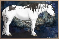 Horse Color:White Spotted Smoky Black Sabino Splash Rabicano