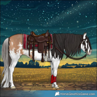 Horse Color:Bay Dun Sabino Splash 