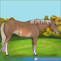 Horse Color:Chocolate Palomino Sabino 