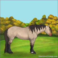 Horse Color:Bay Dun 