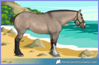 Horse Color:Bay Dun 